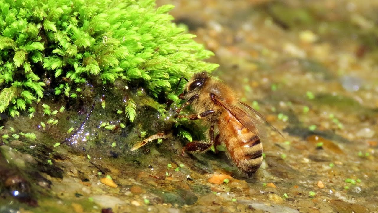 可愛い 水を飲むミツバチ ミツバチの吸水 Youtube