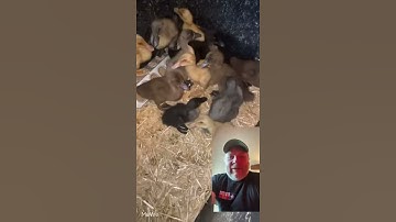 New Ducks in the Brooder