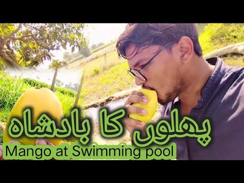 Mango at Swimming pool #mango #mangoes - YouTube