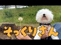 ドッグランに行ってみたい！！