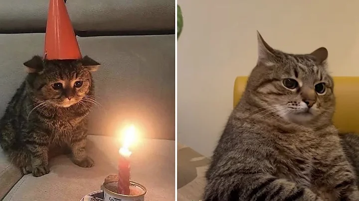 Watch the video about Try Not To Laugh 🤣 New Video Of Funny Dogs And Cats 😹 - Meow Pet Part 29