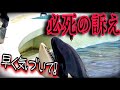 【シャチ】必死の訴え 鴨川シーワールド ラビー