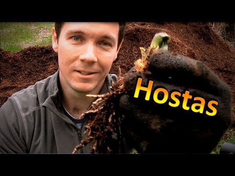 Video: Hosta Plant Division: Làm thế nào và khi nào để chia một nhà máy Hosta