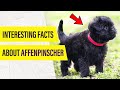 Affenpinscher Dog - WHAT MAKES THEM UNIQUE? 🤫 の動画、YouTube動画。