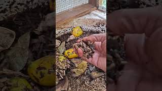 Soldier fly larvae can't done.
