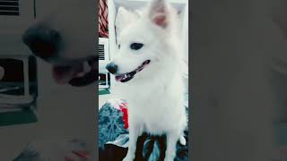 cute dog #funnydog #spitz #cute #jackiechan #subscribe