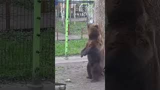 Медведь Мансур - Mansur the Bear (Танец у дерева!!)