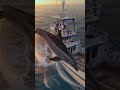 The Dolphin Wouldn't Leave This Spot