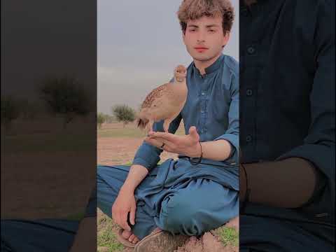Is video mein har kism ke dog titarand dab ki video bhi maujud hai