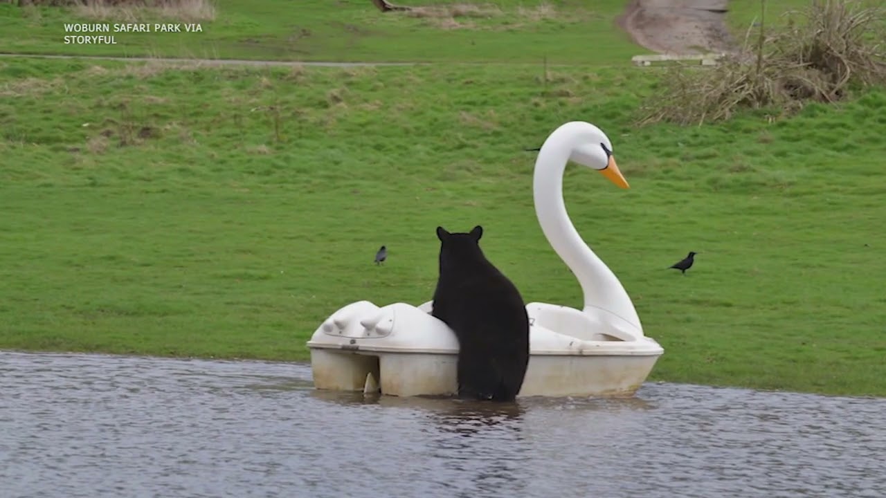 Black Bears Enjoy Playing on Swan-Shaped Pedal Boat