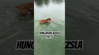 Hungarian Vizsla facts  #shorts #vizslapuppy #vizsla #dog #doglover #vizslas #dogslife #viral #fyp