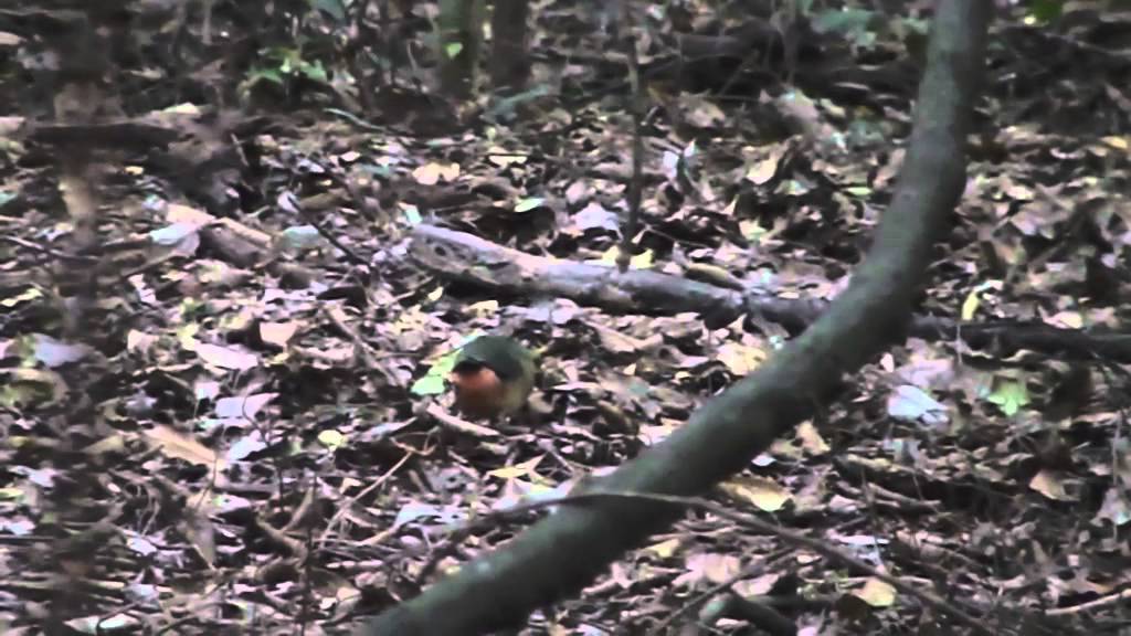 Noisy Pitta (Pitta versicolor) March 2015 