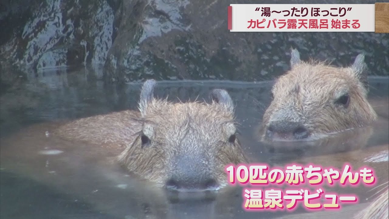 頭までざぶ～ん…カピバラ10匹の赤ちゃんがお風呂デビュー 静岡・伊東市