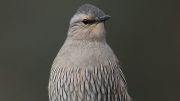 Special footage – Brown Treecreepers using a nest box