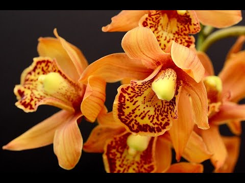 Video: Tipi E Varietà Di Orchidee