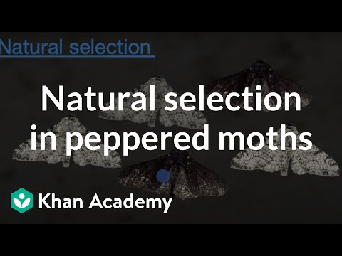 تصویری: پروانه های فلفلی چگونه نمونه ای از انتخاب طبیعی هستند؟