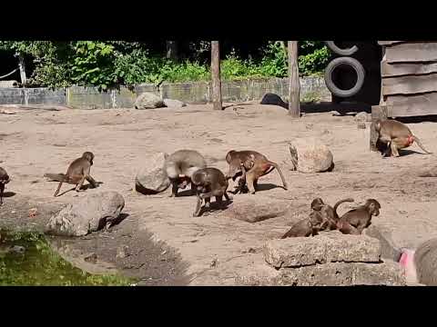 Hamadryas baboon and their enclosure