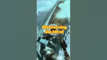 Bột cá trê sau 24h nở#ksviet#ca#catre#fish#nuoica