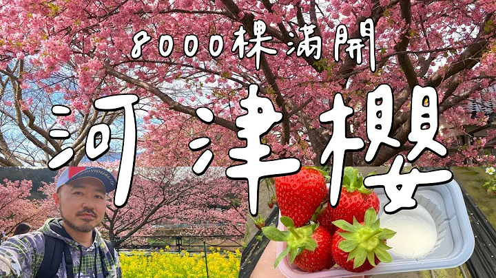 🌸满开🌸河津樱8千棵｜4公里樱花步道｜现采日本草莓吃到饱｜东京近郊伊豆半岛小旅行 - 天天要闻