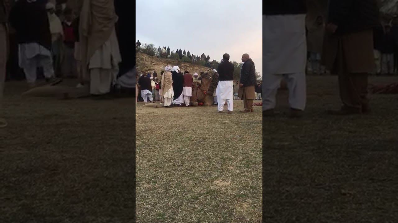 اونٹوں کا میلہ چوہدری شبیر آف ٹلہ  بڈھیار کے اونٹ نے میلہ جیت لیا