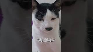 #shortvideo .fyp viral kucing tompel.#