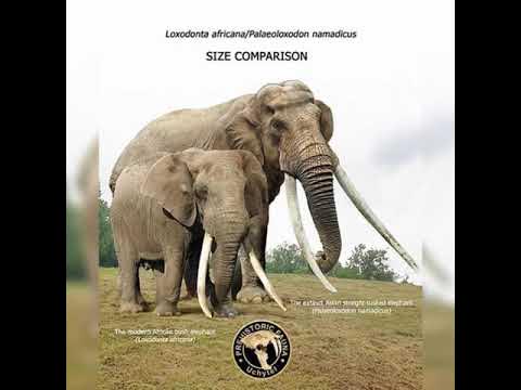 Palaeoloxodon Namadicus And African Bush Elephant Size Comparison - YouTube