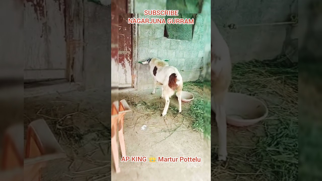 Pandem Pottelu., King of Andhra., martur Katuka kanula pottelu., indian champion 🏆natu pottelu