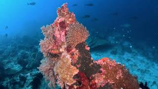 Halmahera 2026 Dive 4: 0 Point