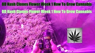 Bd Kush Clones Flower Week 1 How To Grow Cannabis