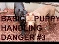 puppy training confidence basic important handling dangerous food bulletproofpitbulls puppy training confidence basic important handling dangerous food bulletproofpitbulls