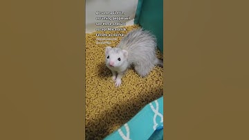Macaroni & Ferrets