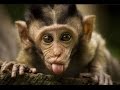 Funny monkeys will make you laugh hard  funny and cute compilation  must watch