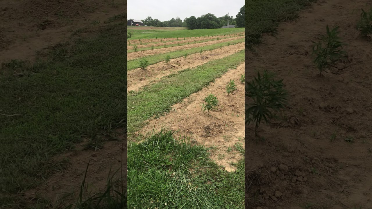 Week 2 of Hemp Clone Vegetative cycle