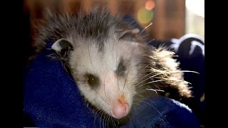 Introducing MATILDA Opossum   HD 720p by Ferncroft Rescue 1,081 views 3 years ago 5 minutes, 36 seconds