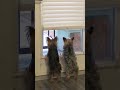 YORKIE If You Have Yorkies You Understand Dogbarking Yorkie Puppy 