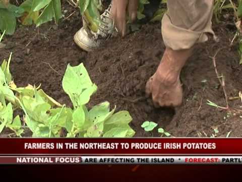 GIS Dominica Special Report, Farmers of the North-east Learn Potato Cultivation