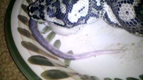 Jungle python eating 3rd large rat pt. 2
