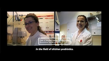 The Story of Slovenian Chicken Probiotics
