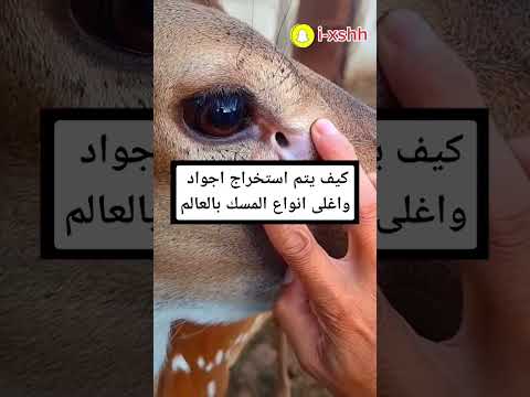 فيديو: هل طعم ثور المسك جيد؟