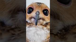 Download Lagu Uil Bibib en haar hamsterspeelgoed!🐹🦉 MP3