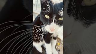 Otobüs durağında oturan bu kediyi gördüm 🐈🚌