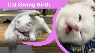 Cat Giving Birth to 2 Beautiful Kittens For The First Time