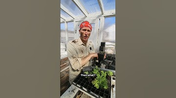 How to Pot Up Soil Blocks