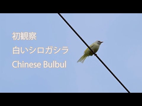 【初観察】白いシロガシラ Chinese Bulbul