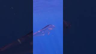 MAHI MAHI Underwater video swimming in 1400’ deep water!! #mahi #fish #shorts
