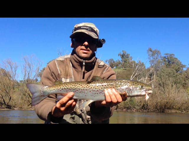 Best Trout Lure, 3cm Bullet Minnow and Most universal lure on the market 