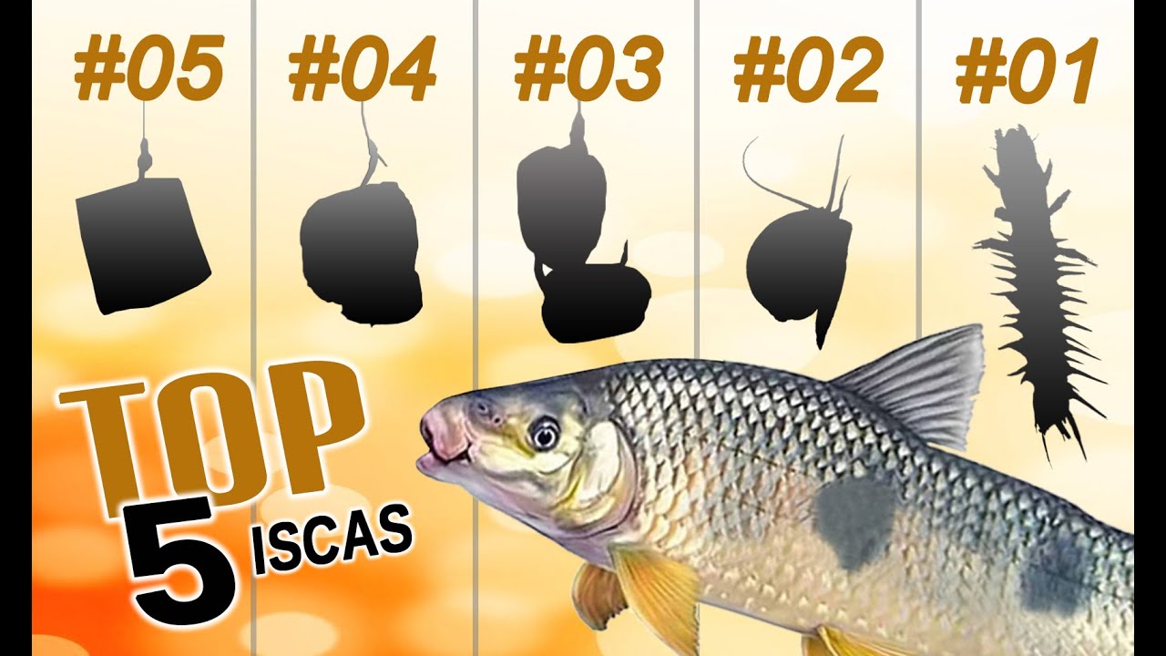 VAI PESCAR PIAPARAS? AS CINCO MELHORES ISCAS PARA PESCÁ-LAS!