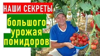 В чем секрет большого урожая помидоров в нашей теплице?