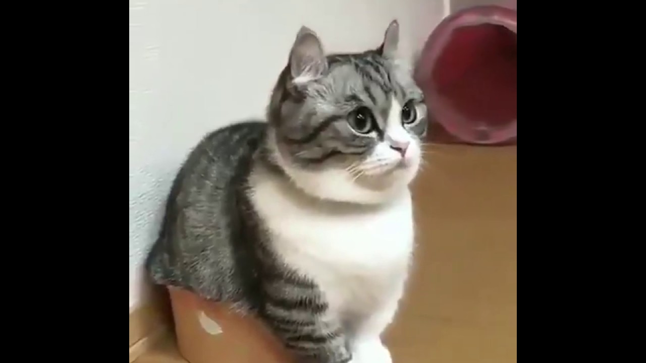 sevimli kediler kedi videoları komik hayvanlar YouTube