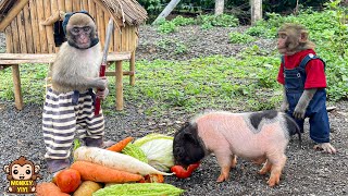 Monkey baby YiYi protects piglet when he was attacked by a stranger and then